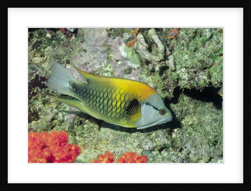 Slingjaw Wrasse by Anonymous