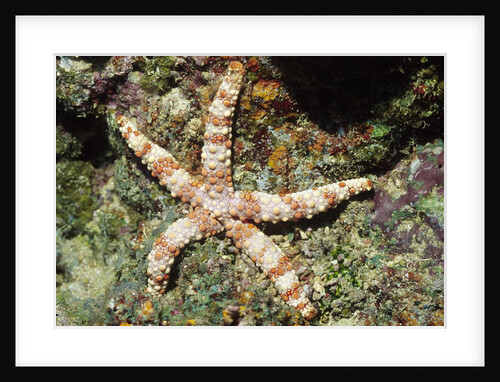 Warty Sea Star by Anonymous