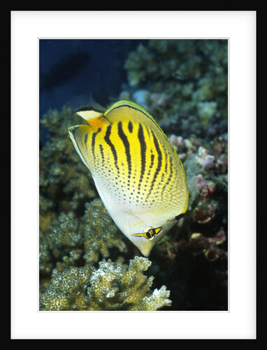 Dot & Dash Butterflyfish by Anonymous