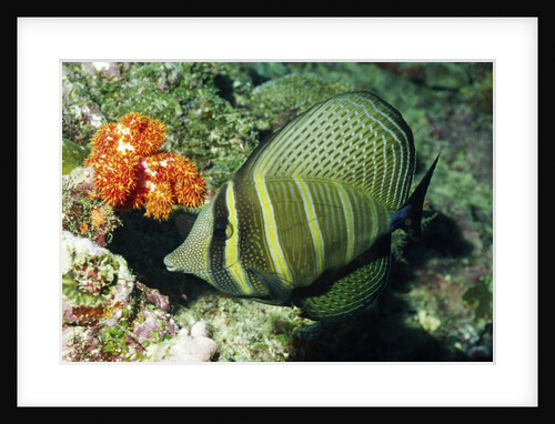 Pacific Sailfin Tang by Anonymous