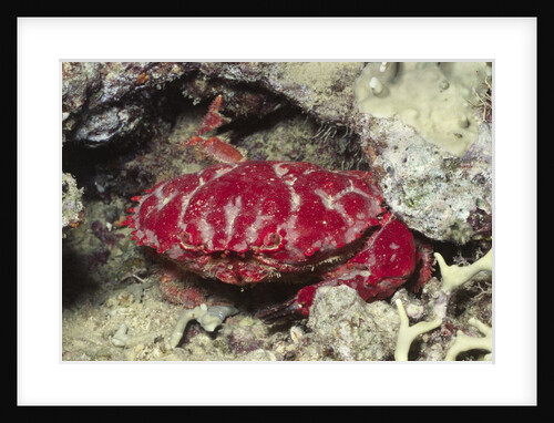 Splendid Red Spooner Crab by Anonymous