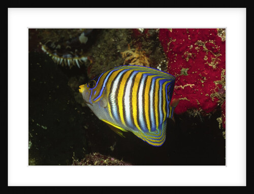 Regal Angelfish by Anonymous
