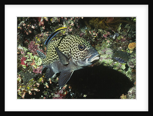 Many-Spotted Sweetlips being cleaned by Anonymous
