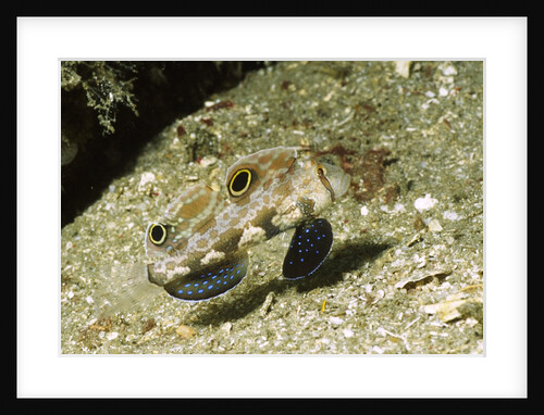 Signal Goby by Anonymous