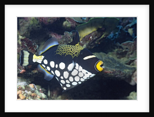 Clown Triggerfish by Anonymous
