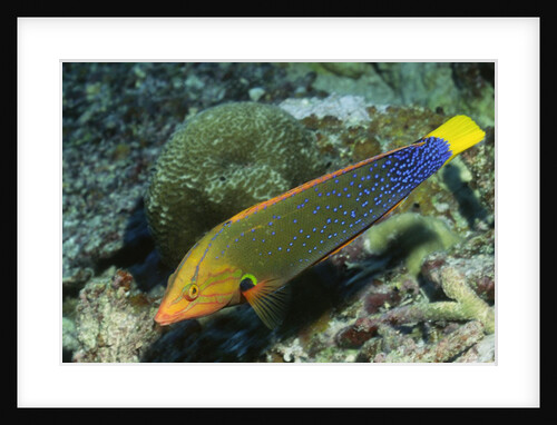 Yellowtail Coris-intermediate phase by Anonymous
