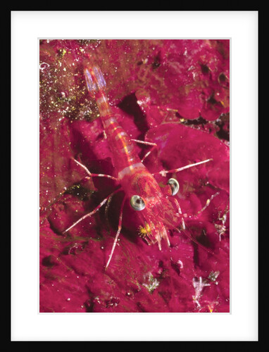 Striped Hinge-Beak Shrimp with prey by Anonymous