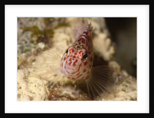 Pixy Hawkfish by Anonymous