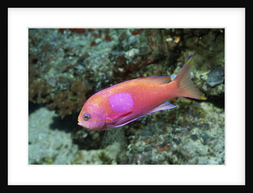 Squarespot Anthias by Anonymous
