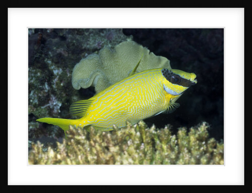 Masked Rabbitfish by Anonymous