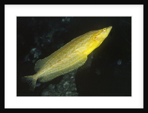 Giant Kelpfish by Anonymous
