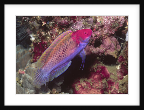 Bluesided Wrasse by Anonymous