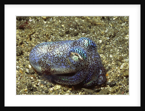 Berry's Bobtain Squid by Anonymous