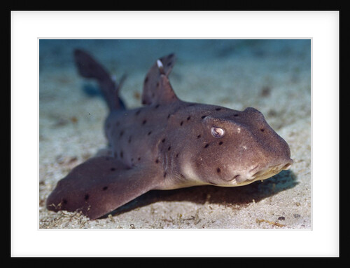 Horn Shark by Anonymous