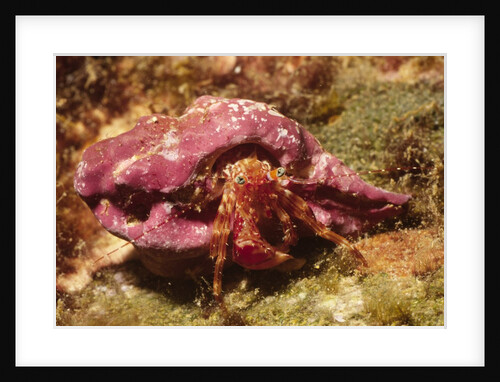 Hermit Crab by Anonymous