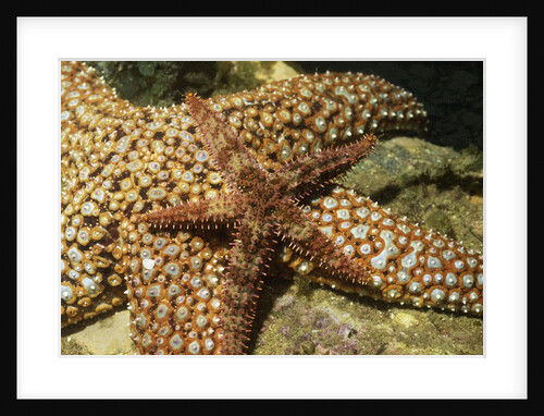 Fragile Rainbow Star with Giant Spined Star by Anonymous