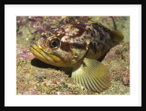 Grass Rockfish closeup by Anonymous