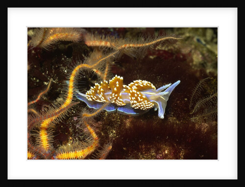 Horned Nudibranch with Spiny Brittle Stars by Anonymous