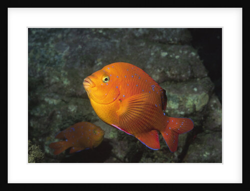 Garabaldi in juvenile form by Anonymous