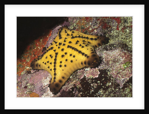 Chocolate Chip Star by Anonymous