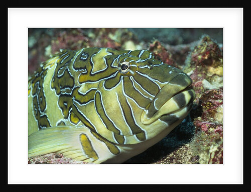 Hieroglyphic Hawkfish closeup by Anonymous