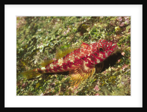 Galapagos Triplefin Blenny by Anonymous
