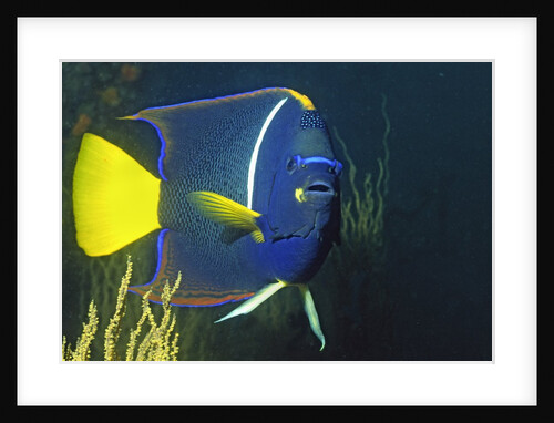 King Angelfish by Anonymous
