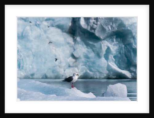Seagull, Lilliehook Glacier, Spitzbergen by Anonymous