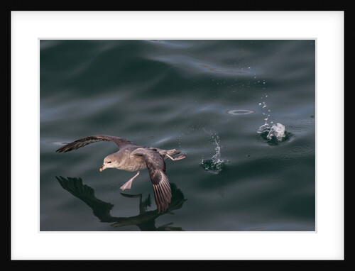 Northern fulmar, Spitzbergen by Anonymous