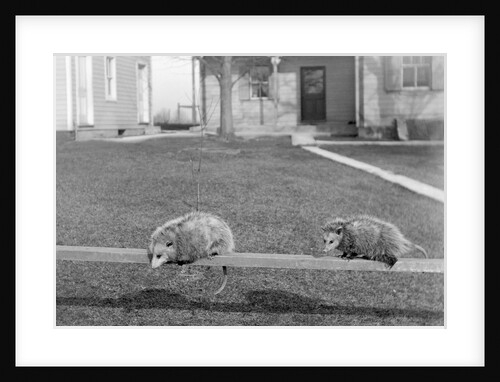Two possums perched on a fence, ca. 1910 by Anonymous