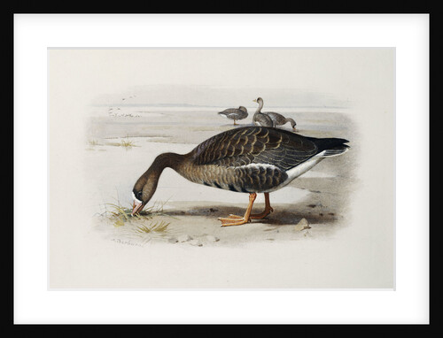 A White-Fronted Goose by Archibald Thorburn