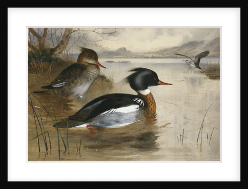 Mergansers on Loch Maree by Archibald Thorburn