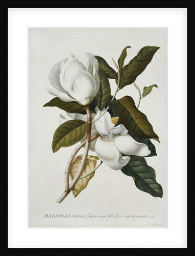 Magnolia by Georg Dionysius Ehret