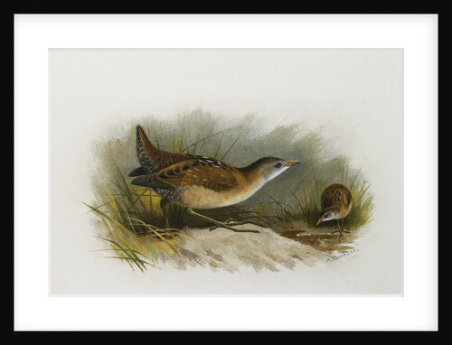 A Little Crake by Archibald Thorburn