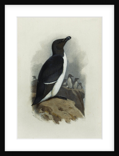 A Razorbill by Archibald Thorburn