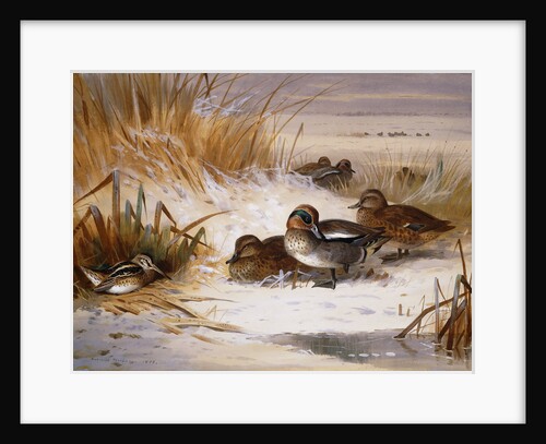 Mallard Widgeon and Snipe at the Edge of a Pool in Winter by Archibald Thorburn