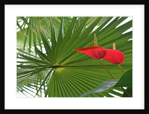 Tropical forest detail with palm leaves and Anthuriums by Anonymous