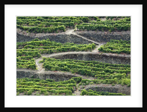 The vineyards of the Douro Valley above Pinhao are set on terraced hillsides above the Douro River by Anonymous
