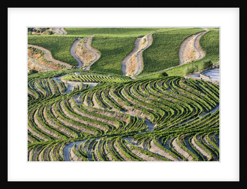 The vineyards of the Douro Valley above Pinhao are set on terraced hillsides above the Douro River by Anonymous