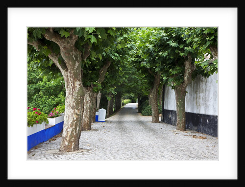 Tree lined walkway around the village of Obidos by Anonymous