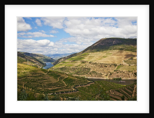The vineyards of the Douro Valley above Pinhao are set on terraced hillsides above the Douro River by Anonymous