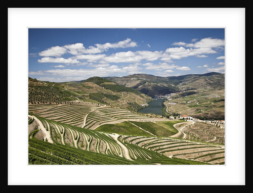The vineyards of the Douro Valley above Pinhao are set on terraced hillsides above the Douro River by Anonymous