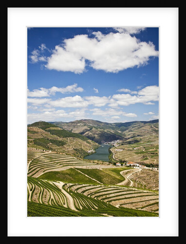 The vineyards of the Douro Valley above Pinhao are set on terraced hillsides above the Douro River by Anonymous