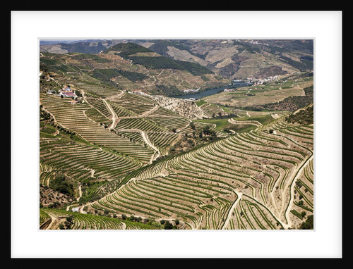 The vineyards of the Douro Valley above Pinhao are set on terraced hillsides above the Douro River by Anonymous