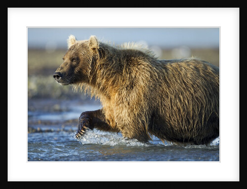Brown Bear, Katmai National Park, Alaska by Anonymous
