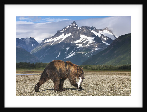Brown Bear, Katmai National Park, Alaska by Anonymous