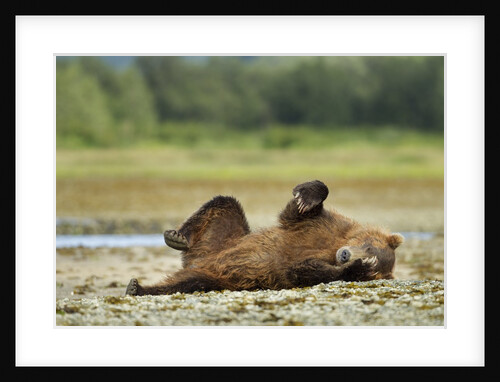 Brown Bear, Katmai National Park, Alaska by Anonymous