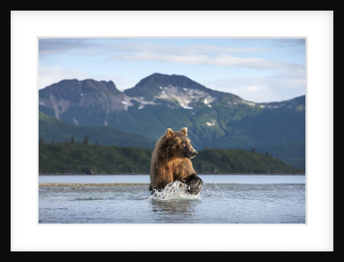Brown Bear, Katmai National Park, Alaska by Anonymous