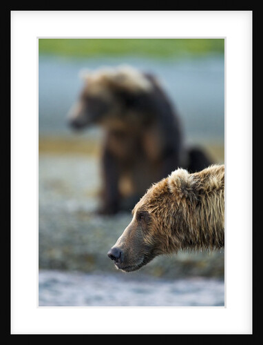 Brown Bear, Katmai National Park, Alaska by Anonymous