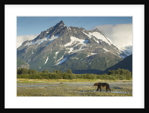 Brown Bear, Katmai National Park, Alaska by Anonymous